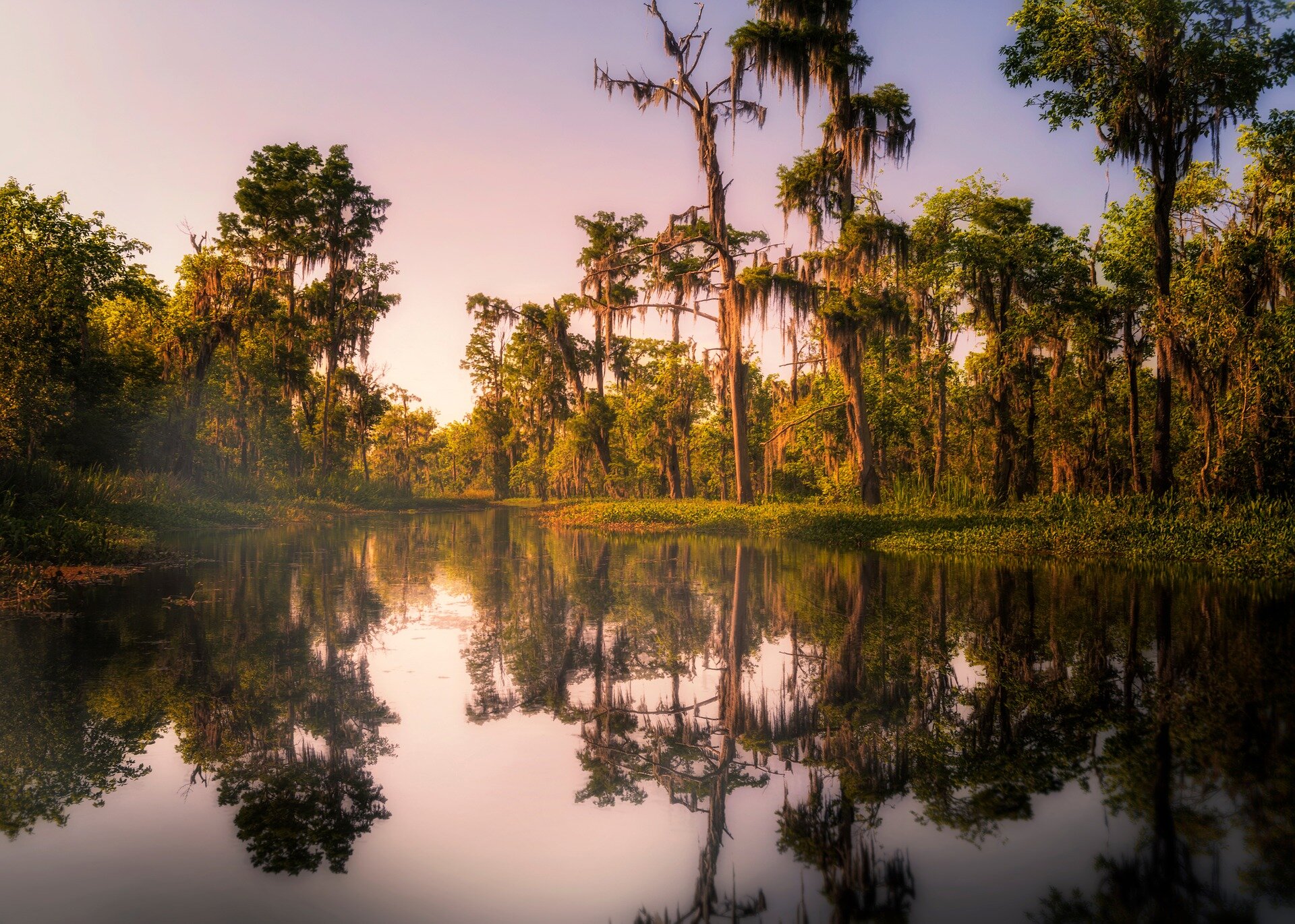 Чем отличается болото. Луизиана штат. Байу Луизиана. Штат Луизиана природа. Новый Орлеан штат Луизиана природа.